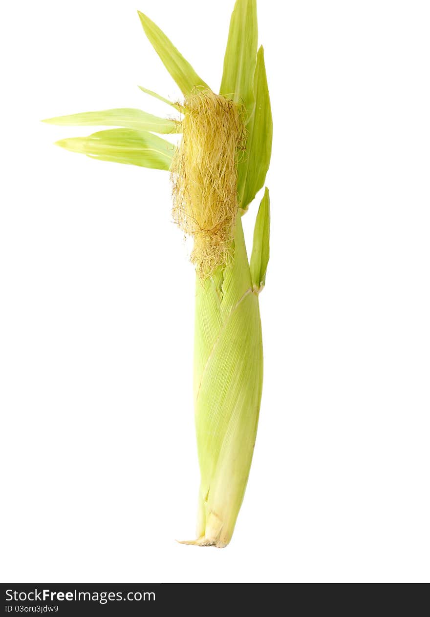 Ear of corn on a white background