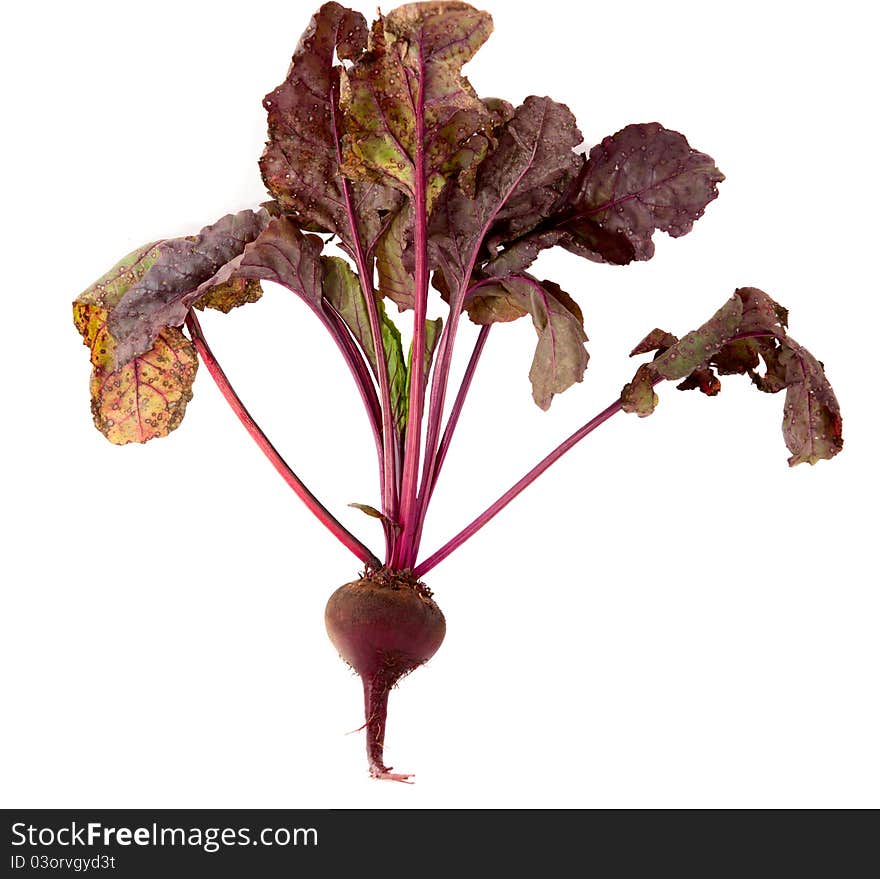 Beet on a white background