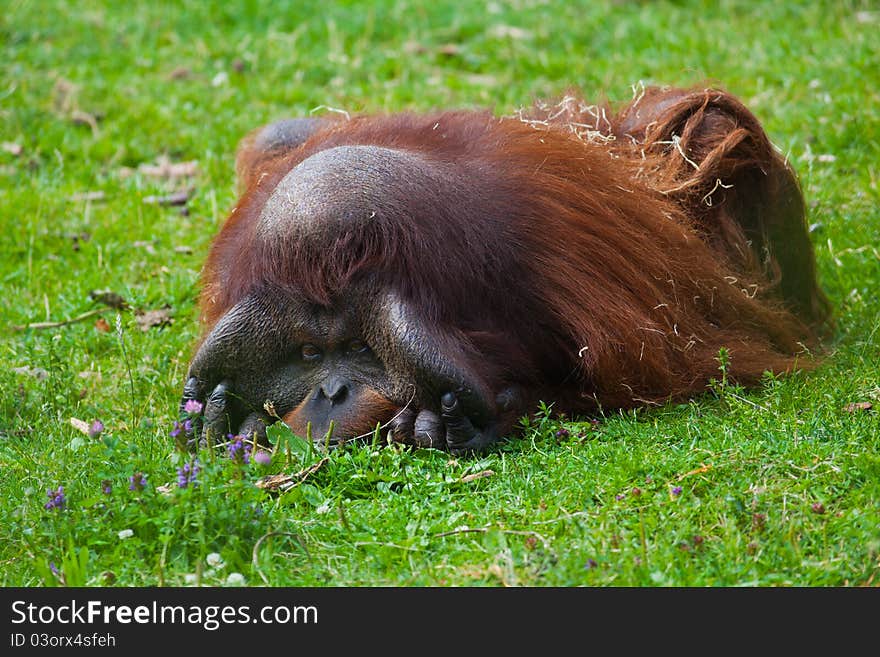 Bornean Orangutan male resting on the grass at Dublin zoo.