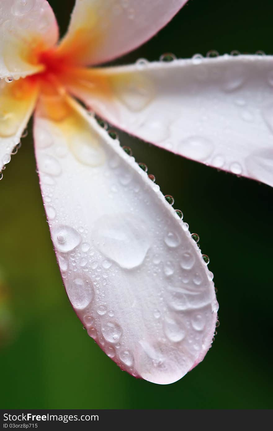 Drop of water on Plumeria