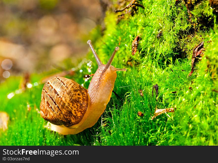 Closeup of a snail in its environment