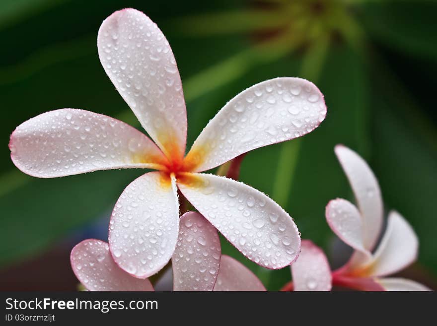 Drop of water on Plumeria