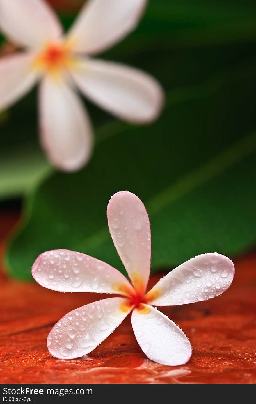 Drop of water on Plumeria