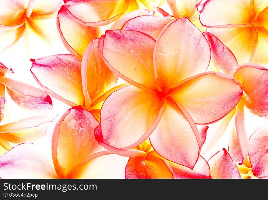 Bright color tropical flowers, Plumeria. Bright color tropical flowers, Plumeria