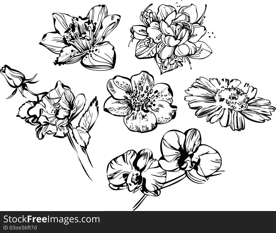 Black and white drawing of beautiful composition of flowers