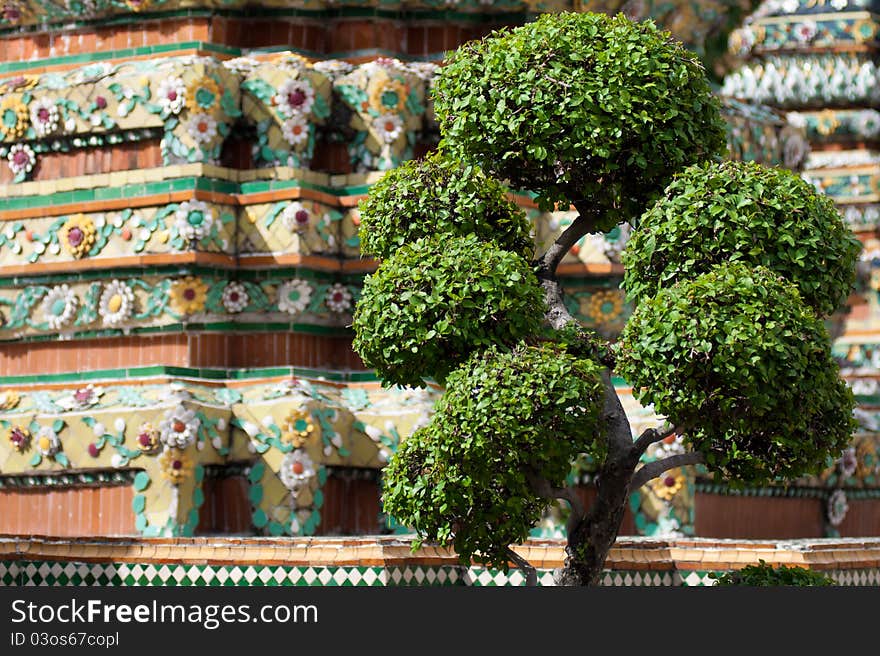 Thai Bonsai Dwarf Tree in temple