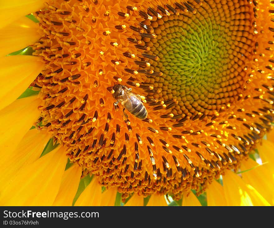 Bee at sunflower