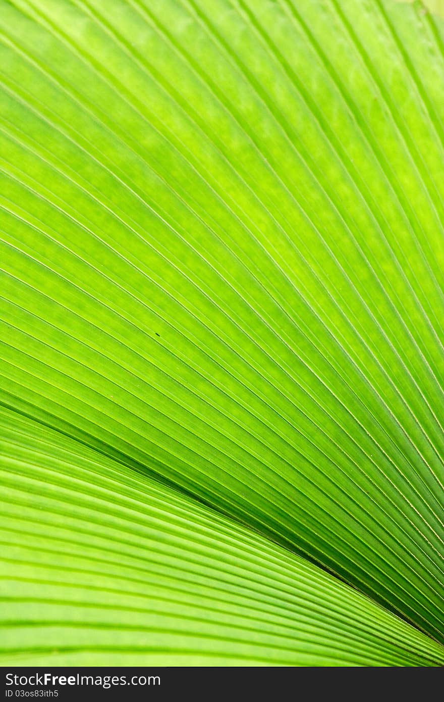 A fan of lines of leaves converging. A fan of lines of leaves converging