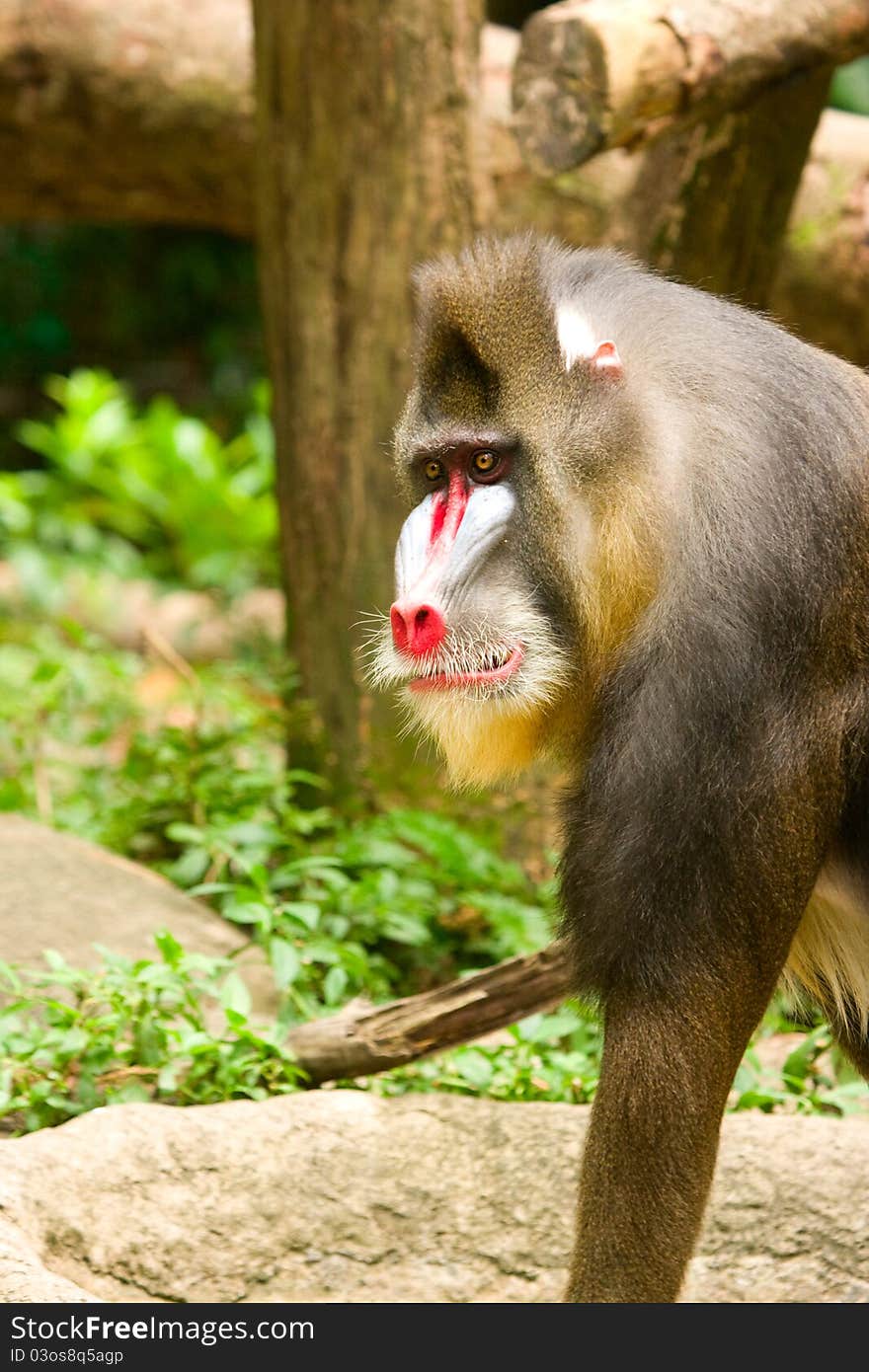 A Mandrill Baboon on the prowl