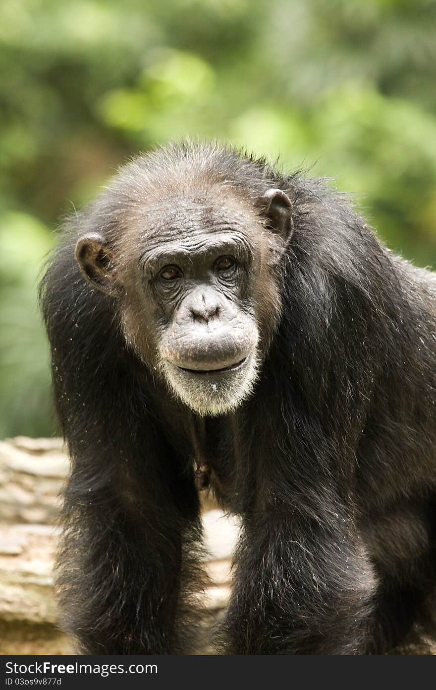 An old looking chimpanzee looking at us. An old looking chimpanzee looking at us