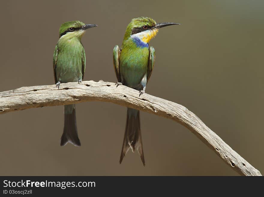 Swallow-tailed Bee-eater