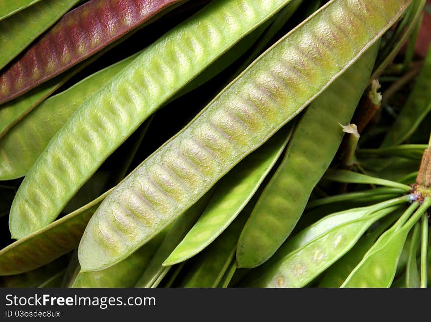 A picture of Krathin pods - Its tree in English is Lead Tree ; Horse tamarind ; Leucaena ; Jumbay ; White popinac. Its young leaf and pod used as food.