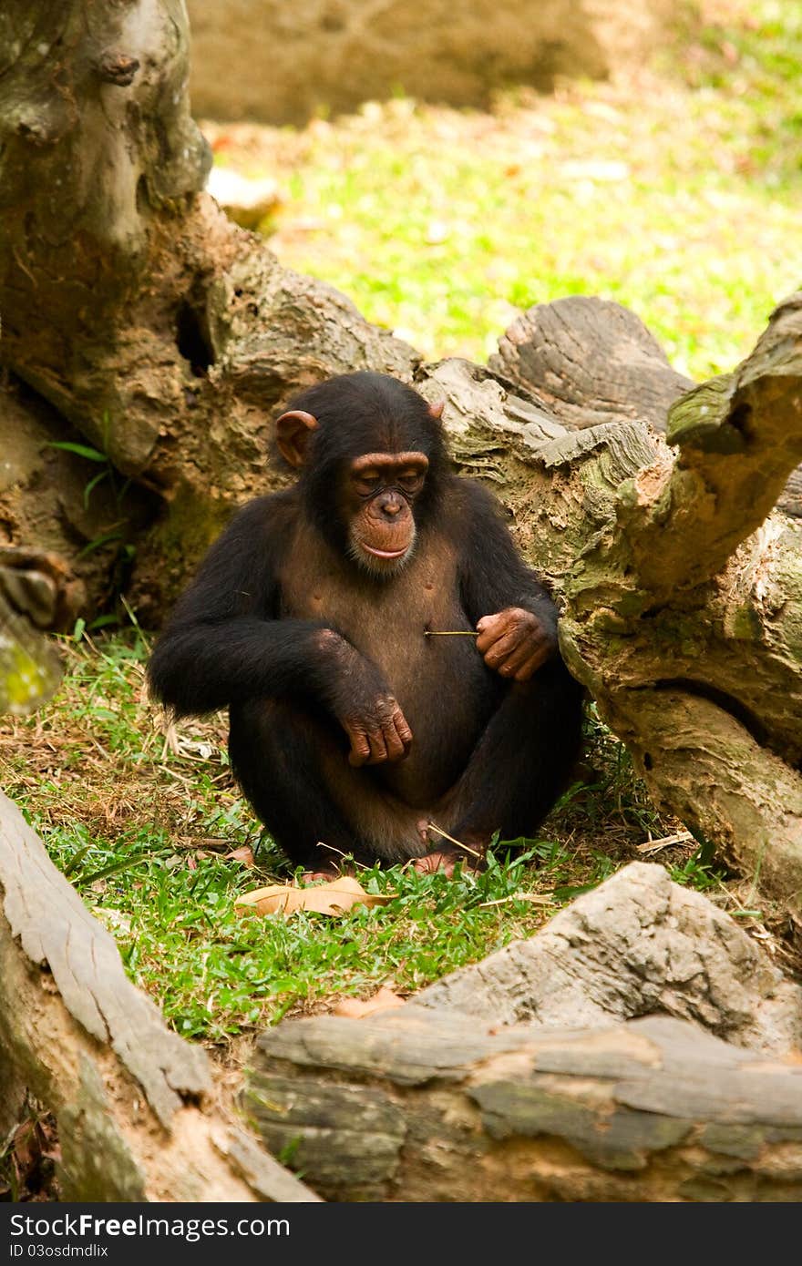 A young chimpanzee poking for a feel