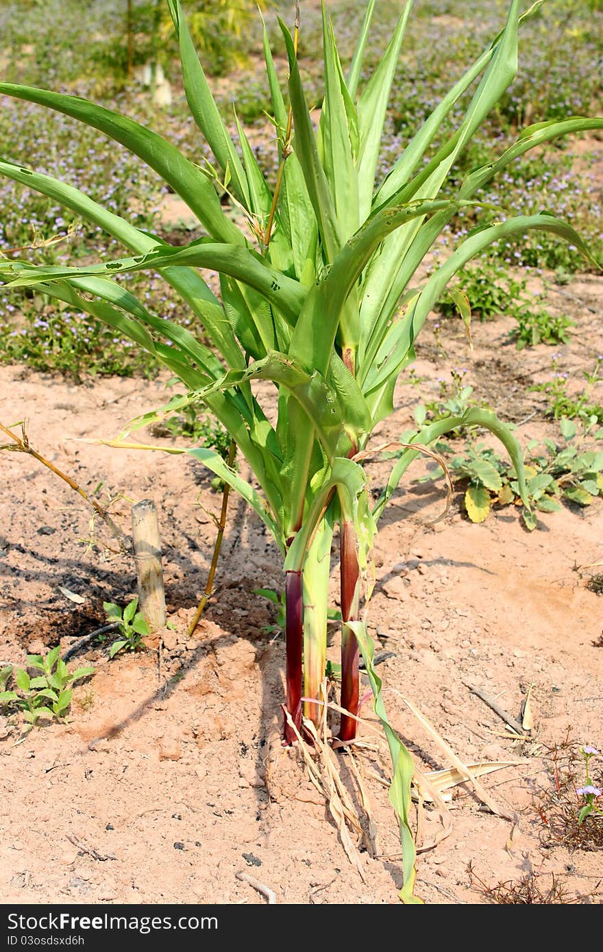 A picture of young red corns grown in rural farmland