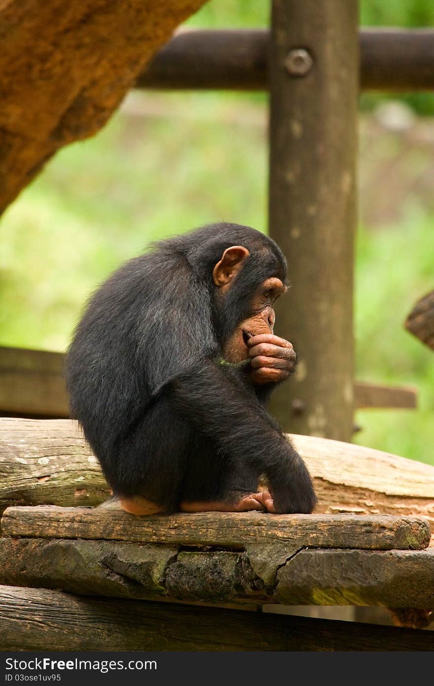 A young chimpanzee pondering the meaning of eating