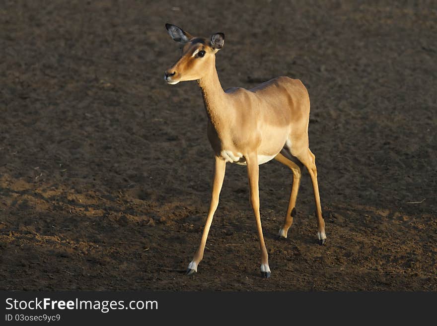 Impala