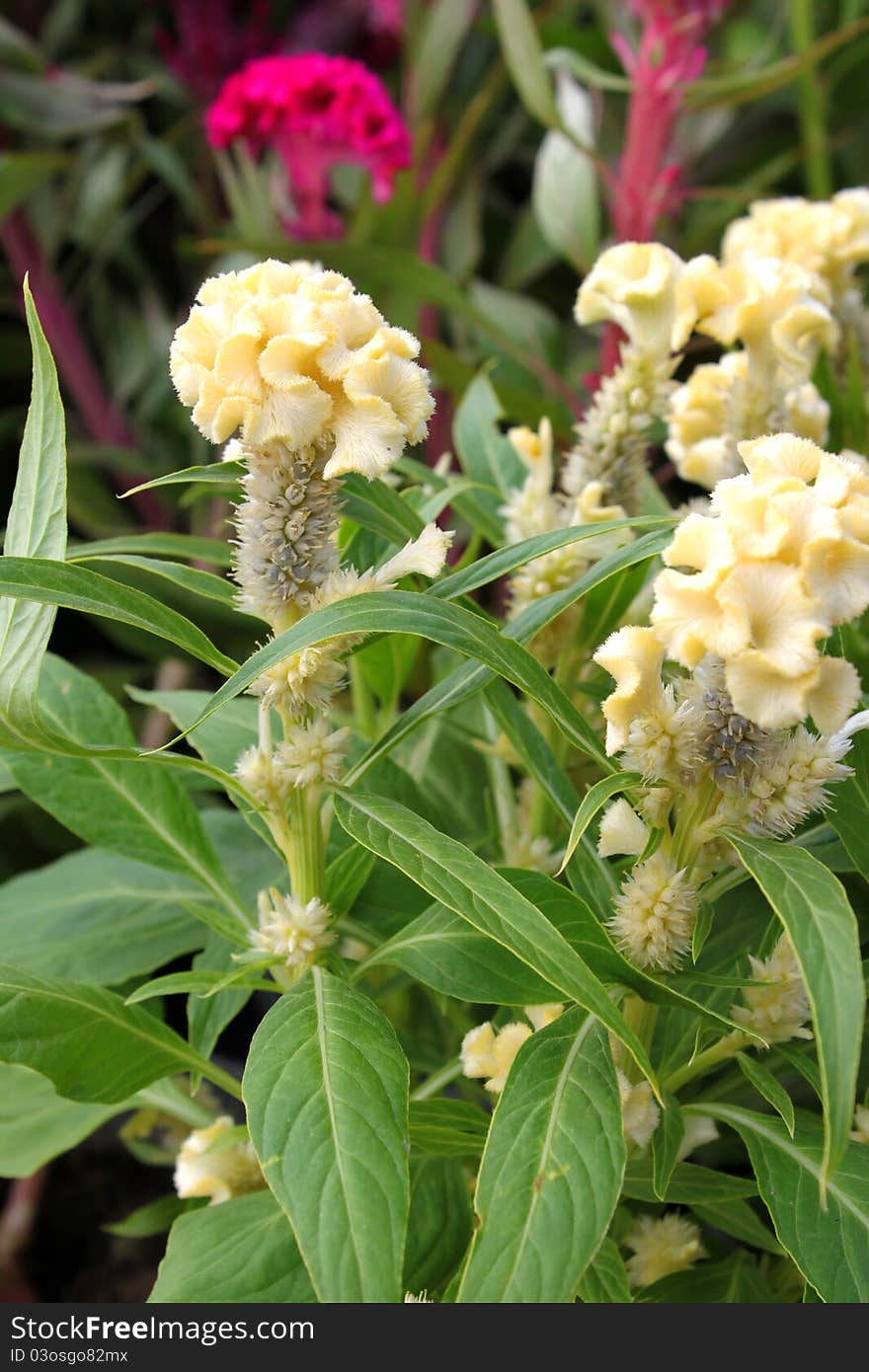 A picture of Common cockscomb ; Crested celosin or Celosia argentea L. var. cristata Kuntze, one of many color annual crop flowers used as outdoor ornamental garden decoration