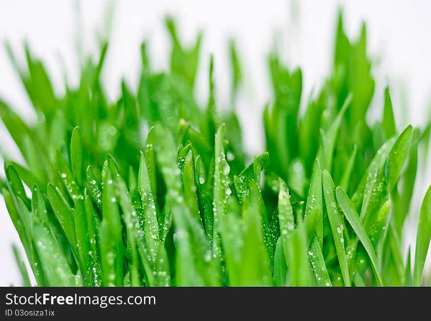 Green grass with dewdrops on white background