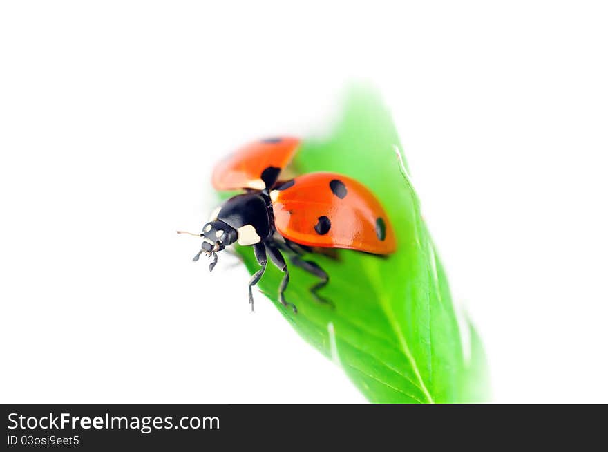 Ladybug on green leaf take off - isolated on white background. Ladybug on green leaf take off - isolated on white background