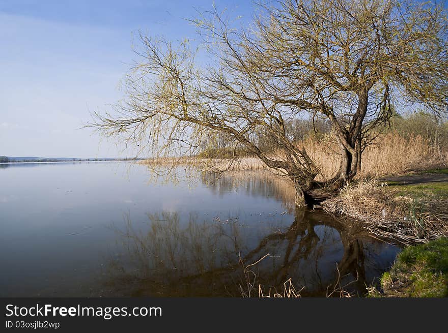 Tree and the lake