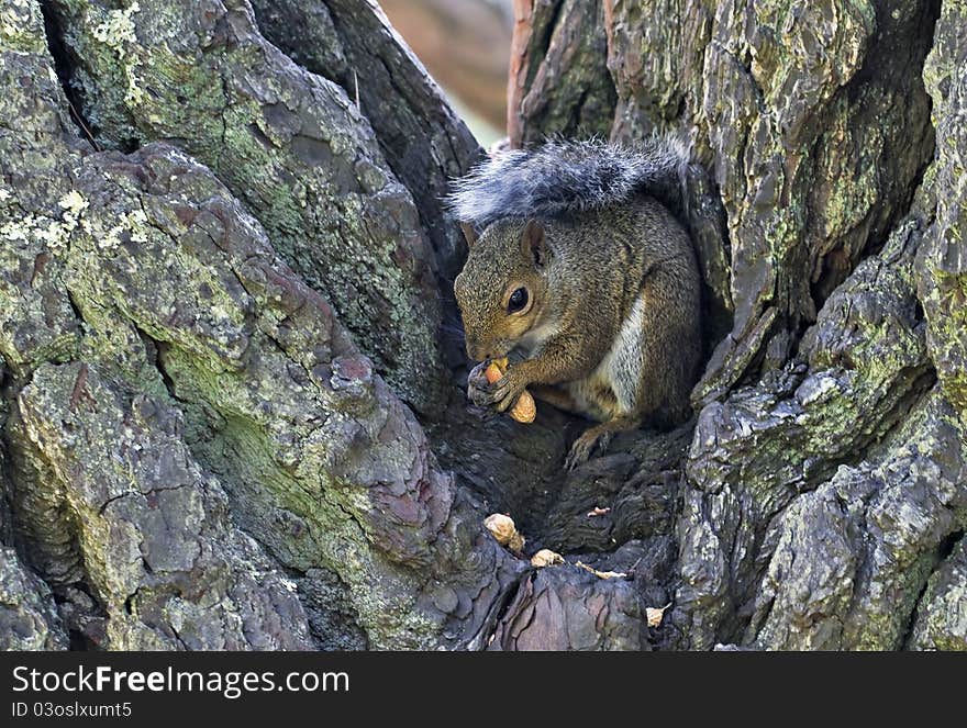 Tree Squirrel eating peanuts