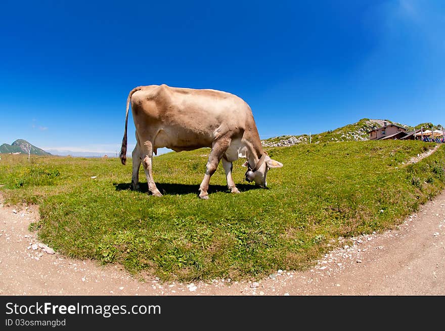 Cow Grazing