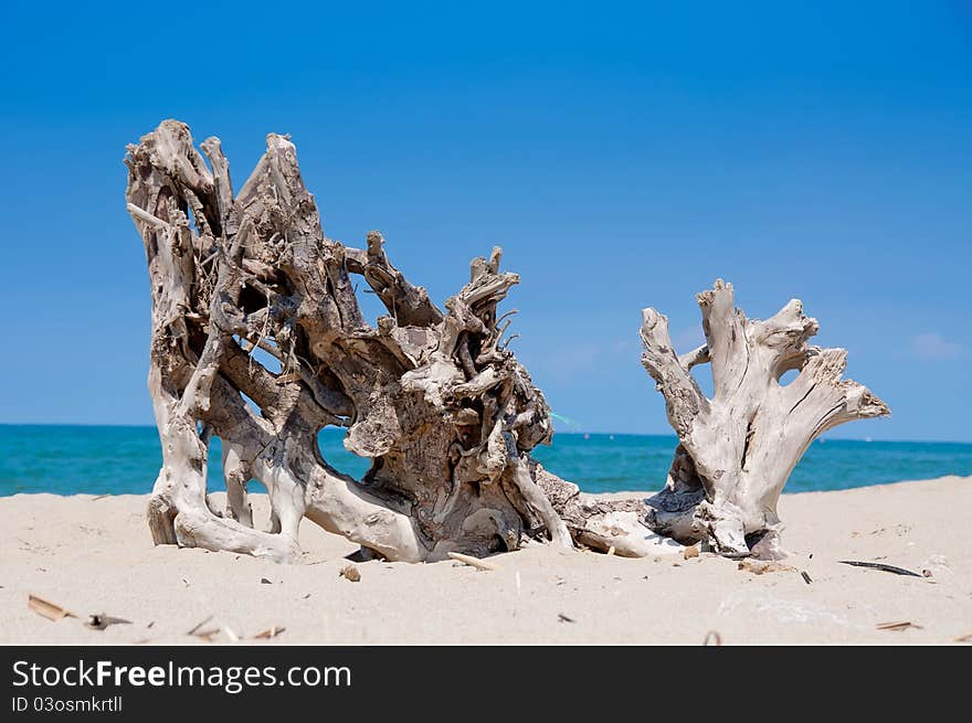 Stump on the beach