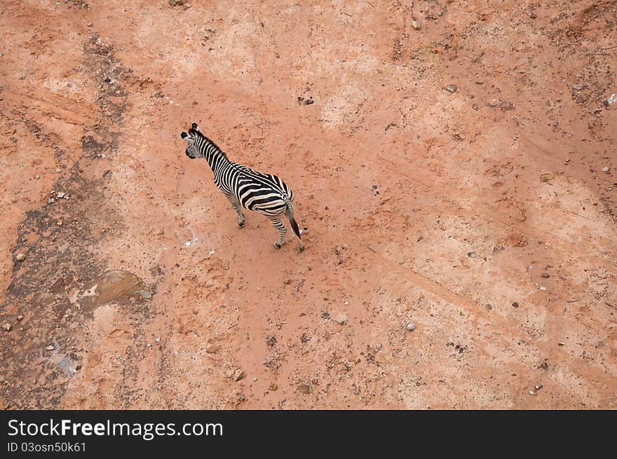 Zebra in the bird eye s views