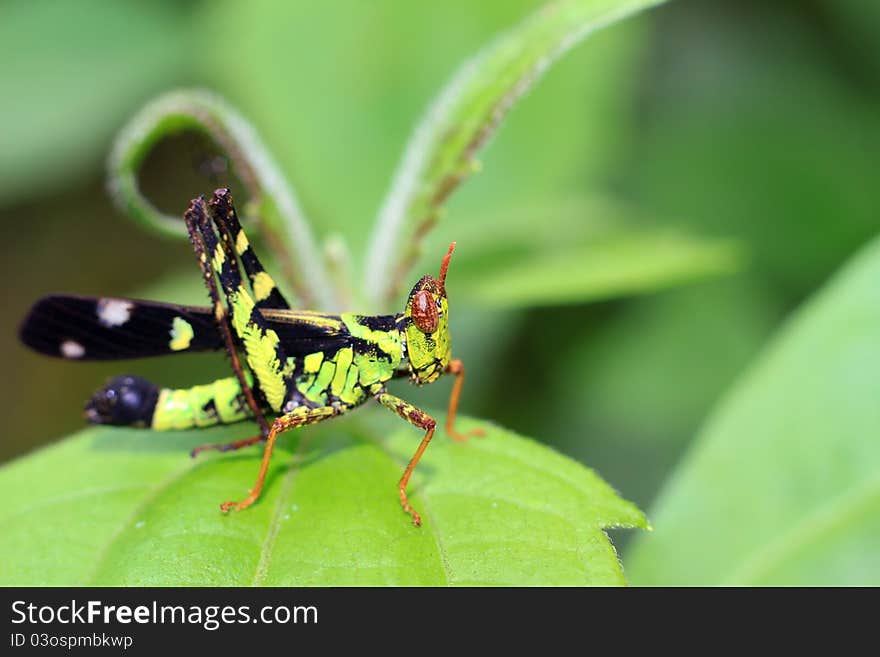 Grasshopper On Green Leaf