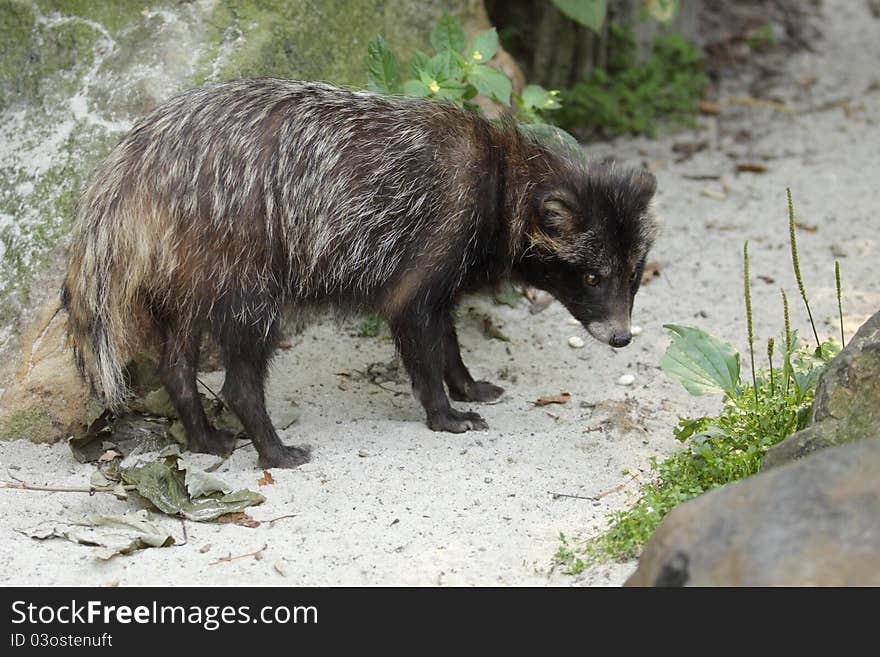 Raccoon Dog