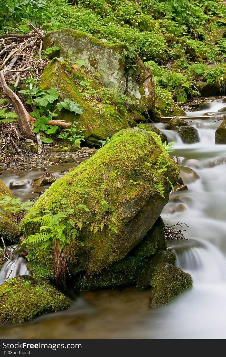 Stream In A Mountain Forest