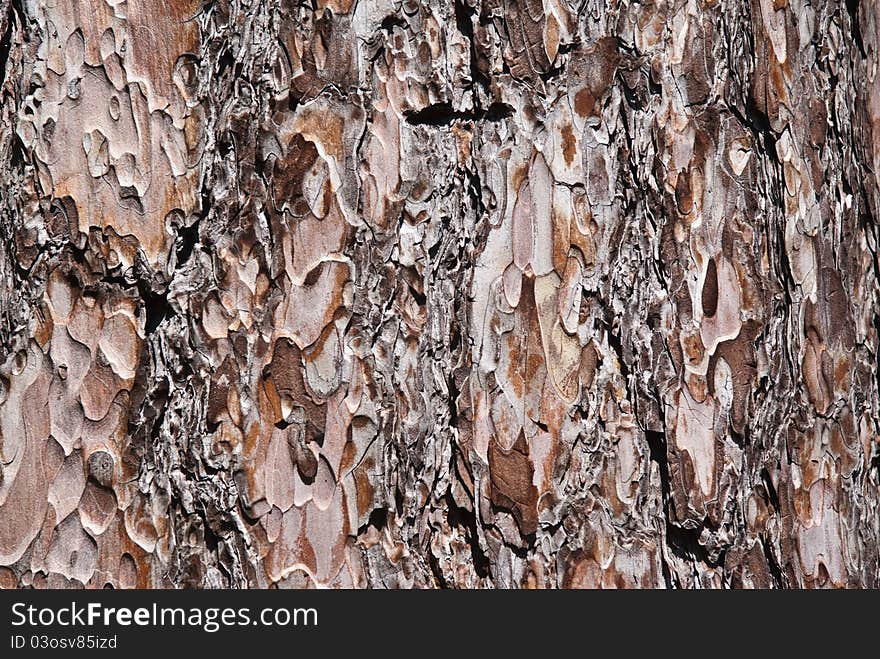 Tree bark,tree texture background