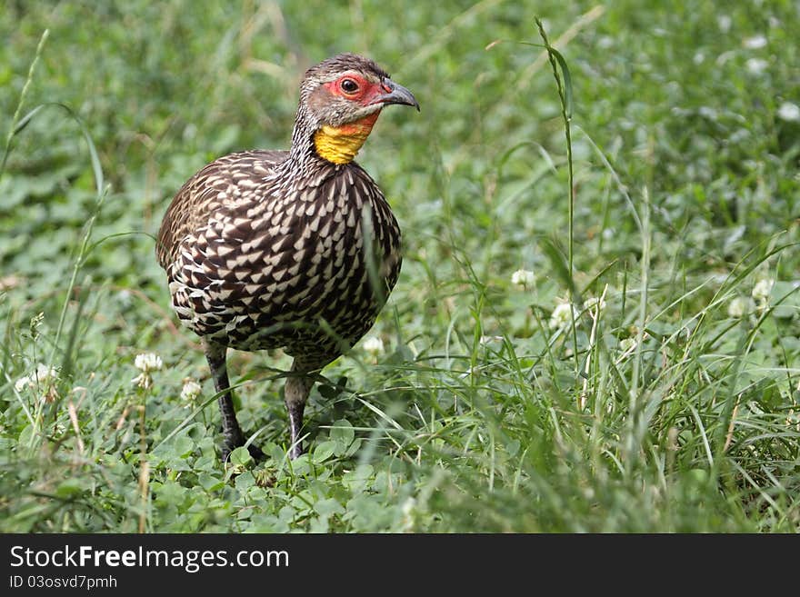 Yellow-necked Francolin