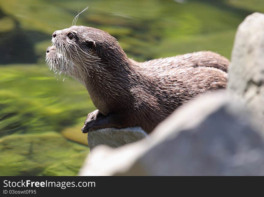 The couple of oriental small-clawed otters lying at the river.