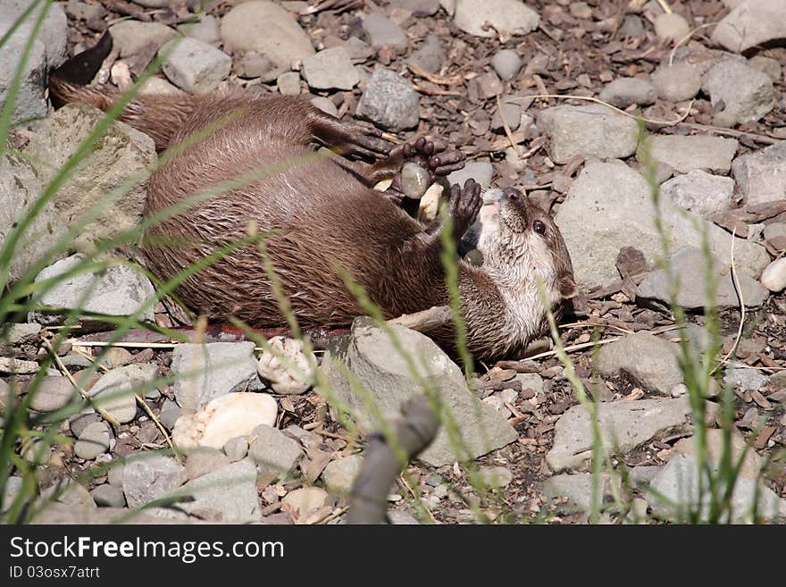 Wallowing small otter