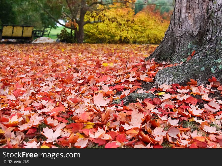 An endless carpet of fallen leaves makes for a bight, colorful background. An endless carpet of fallen leaves makes for a bight, colorful background.