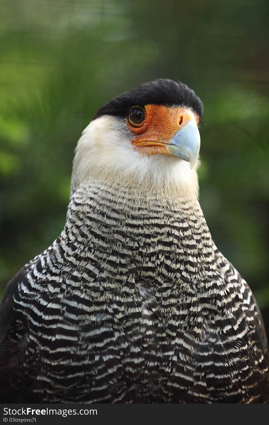 Southern crested caracara