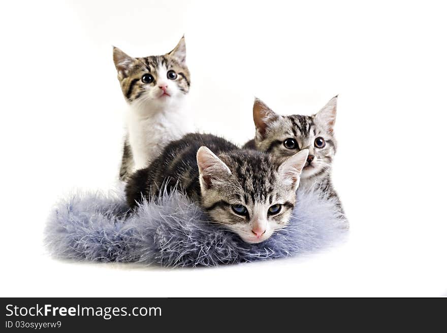 Adorable little kittens from the same litter on white background