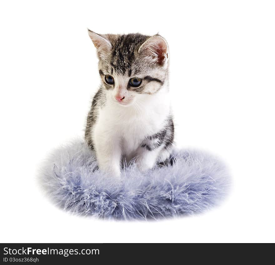 Adorable little kitten on white background with space for text