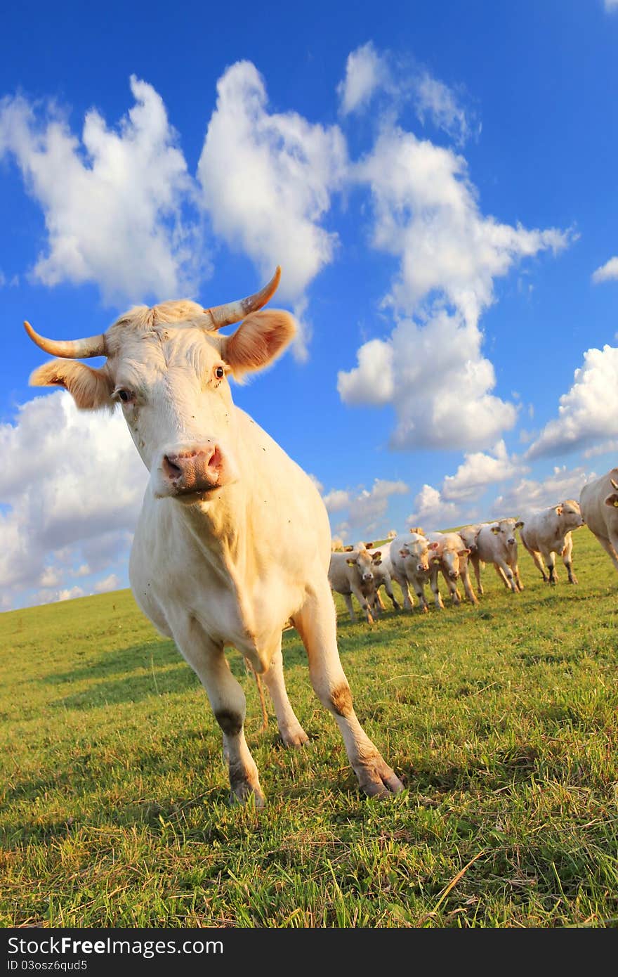 Cows with beautiful sky background. Cows with beautiful sky background