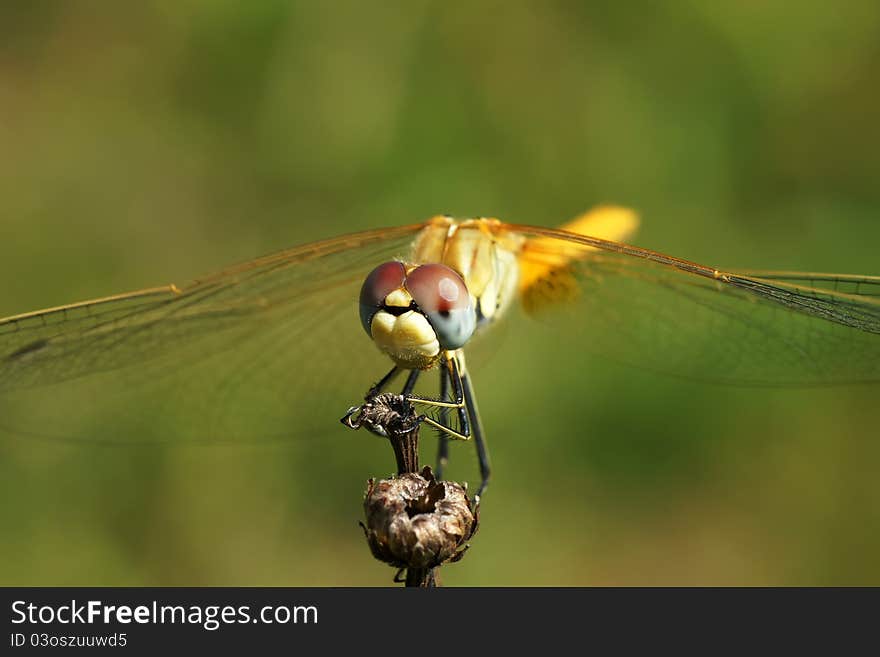 The big dragonfly on a branch