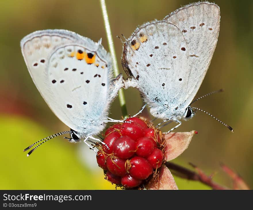 Moths-loves on a berry