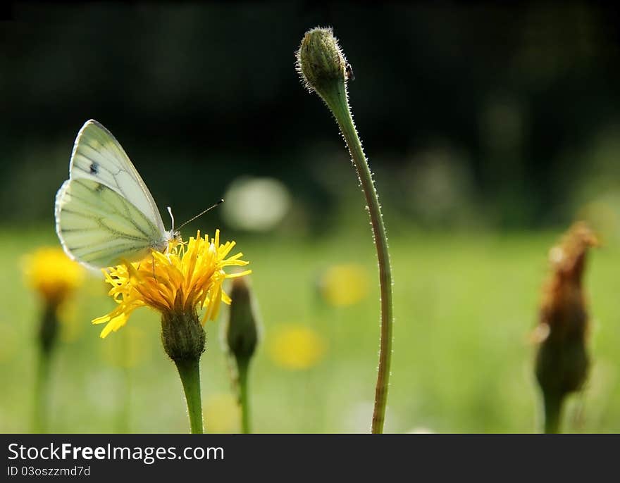 Butterfly on flower, low depth of focus. Butterfly on flower, low depth of focus