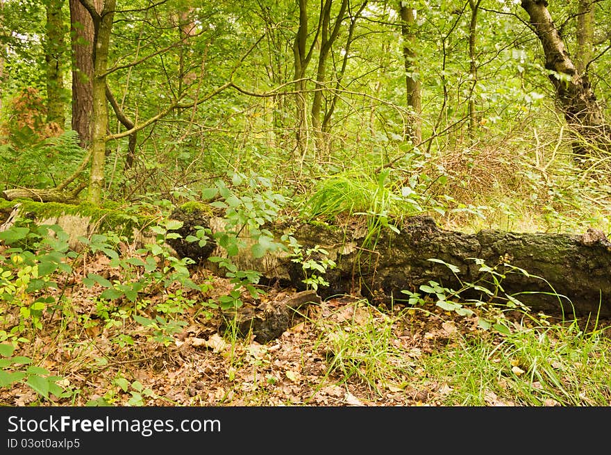 Fallen tree being reclaimed by nature in woodland. Fallen tree being reclaimed by nature in woodland