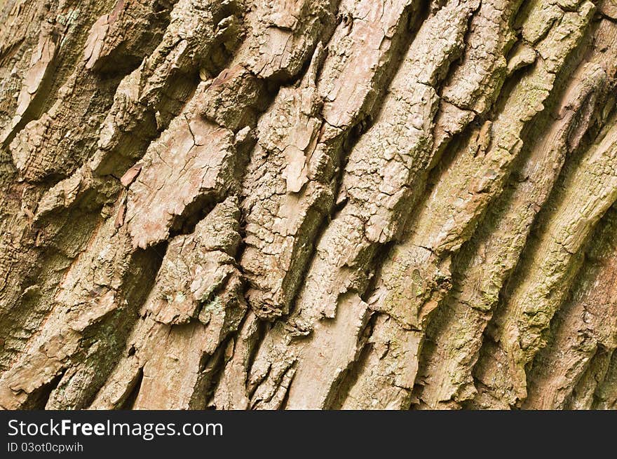 Pattern and texture of old tree bark