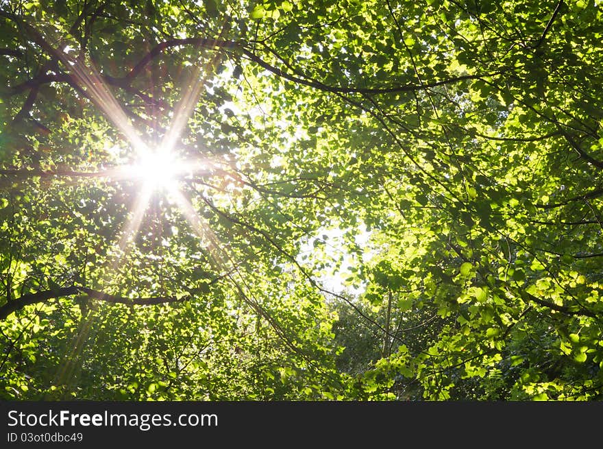 Sun bursting through the canopy at Gosforth park creating a sunbeam. Sun bursting through the canopy at Gosforth park creating a sunbeam