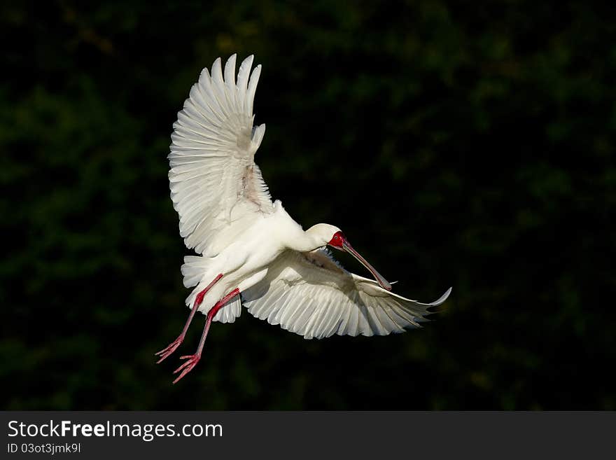 Spoonbill in flight