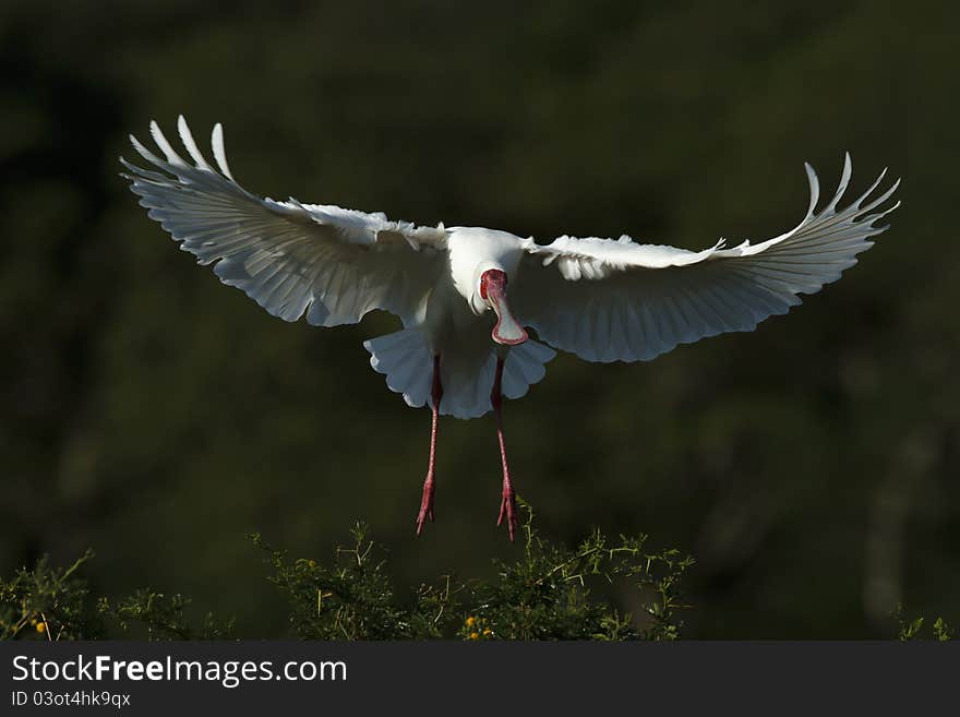 Spoonbill in flight