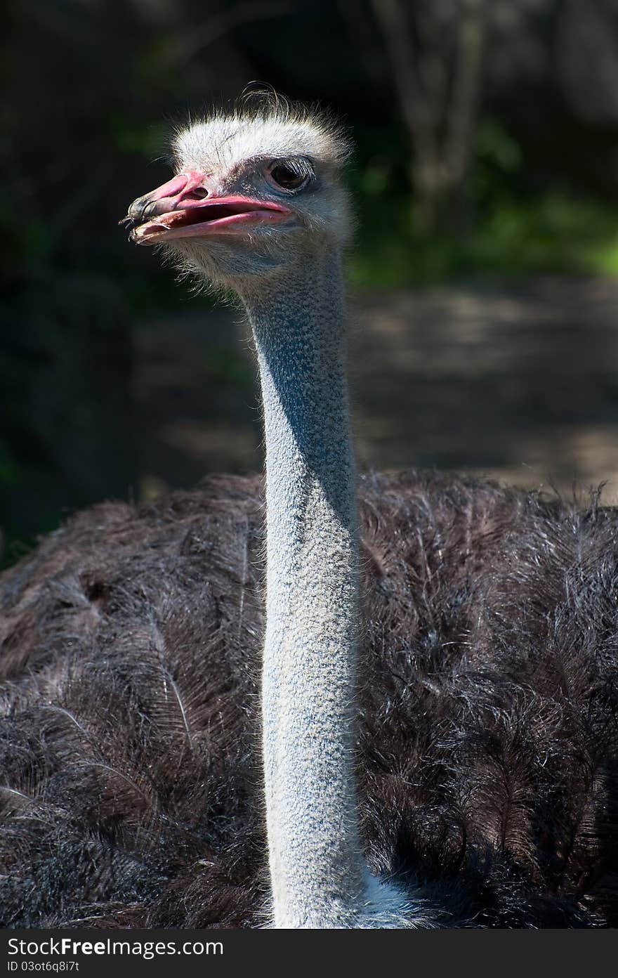 Southern Ostrich