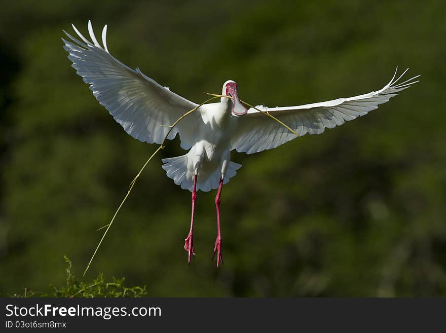 Spoonbill Nesting